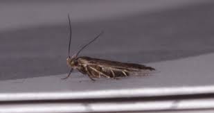 Image result for Bryotropha similis