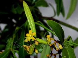 Image result for Secamone