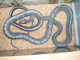 Vietnamese Blue Beauty Rat Snake Snake Art Inspiration