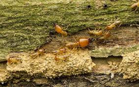 They can be very destructive to. Termite Control Guaranteed Termite Solutions In South Florida