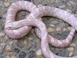 Corn Snake Amel Cinder Morph Corn Snake Pet Snake Snake