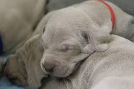 Pictures of great dane dogs. Mini Great Danes Are They Real Great Dane Care