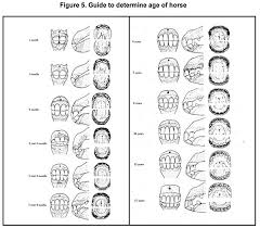 Diagram Of Horses Teeth 15 Year Old Horse Teeth Foal Teeth