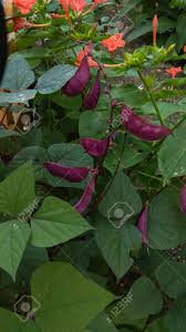 The leaves on that plant seem to be always entire, oval, and pointed although the flowers look alike, these are incised and lobed. Hyacinth Ruchi Indonesian Purple Beans Ornamental Vine Purple Stock Photo Picture And Royalty Free Image Image 144811035