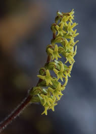 Image result for Holothrix villosa