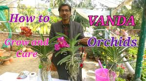 Remove the plant from the pot, using a kitchen knife to separate the outside of the rooting medium from the pot. How To Grow And Care Vanda Orchids Easily At Your Home Youtube