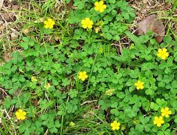 This weed grows in a variety of soils but. Yellow Woodsorrel Weedalert