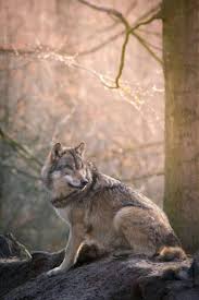 Beautiful Wolf Stay Wild And Free Wolf Dog Animals Wolf World