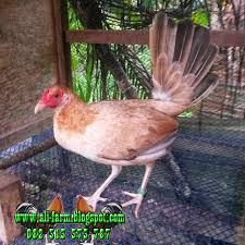 Kumpulan gambar tentang gambar ayam philipin, klik untuk melihat koleksi gambar lain di kibrispdr.org. 88 Gambar Ayam Import Filipina Paling Keren Gambar Pixabay
