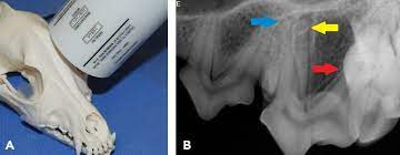 We did not find results for: Dental Radiology Series Techniques For Intraoral Radiology Today S Veterinary Practice