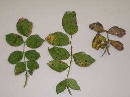 Many popular roses are unfortunately susceptible to fungal diseases. What S Wrong With My Plant Garden University Of Minnesota Extension