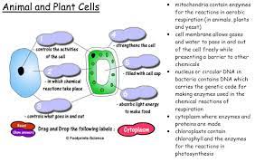 Mitochondria is the primary organelle in which cellular respiration takes place. Ocr 21 St Century Science Unit B4 Revision Animal And Plant Cells Respiration And Photosynthesis Ppt Download