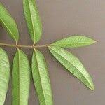 Image result for Pachylobus edulis