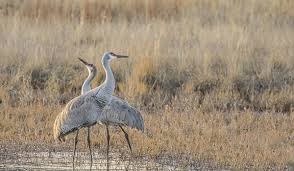 This year we reduced our prices on many items, added new items, and have added additional bulk items by the ounce and pounds! Sandhill Crane Eek Wisconsin