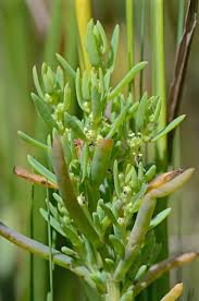 Image result for Suaeda articulata