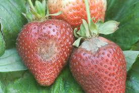 Why do strawberries need dna? A Treatise On Botrytis Diseases Of Strawberry And Caneberry Strawberries And Caneberries Anr Blogs