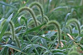 Image result for Setaria