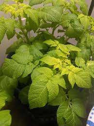 Plant your tubers around six inches (15cm) deep, and space them a foot leave the tubers underground for a further two weeks then, on a dry day, lift them up with a fork, taking care not to accidentally pierce any of the tubers. Young Potato Plant Leaves Yellowing At Base Gardening Landscaping Stack Exchange