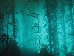 Kelp Forest Kelp Forest Sunless Sea Underwater World