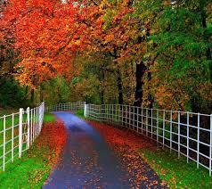 Beautiful red leaves photo nature wallpaper hd free. Blackvelvet On Twitter Beautiful Nature Wallpaper Beautiful Nature Beauty Wallpaper
