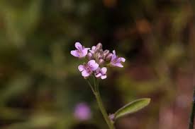 Image result for Rhaptopetalum roseum