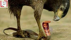 Berikut ini ane share momen2 dimana terjadi perkelahian antar binatang. Amazing Cobra Vs Elang Eagle Youtube