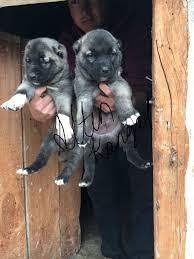 sivas in meshur kangal ciftligi altin kangallar kangal kopegi kopek yavru kopek