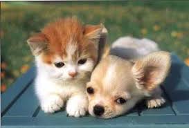 Is The Term Baby Kitten Baby Puppy Superfluous English Language Usage Stack Exchange No matter what kind of day you're having, adorable puppies are always guaranteed to coax an involuntary drool and a momentary brain freeze. is the term baby kitten baby puppy