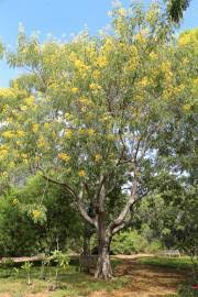 Image result for Senna singueana