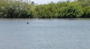 (plant) (planta) grama nf nombre femenino: La Playa De Barrita De Pajon Playa De Barrita De Pajon Facebook