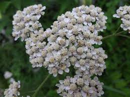 Pin On Garden And Garden Design Articles