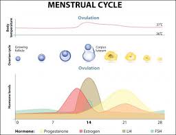 How Long After Your Period Can You Get Pregnant Lovetoknow