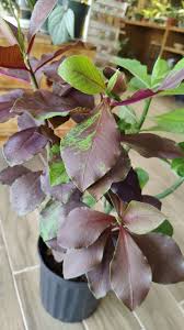 Image result for Euphorbia grantii