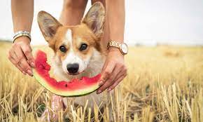 Watermelon is safe for dogs to eat in moderation, as long as the rind and seeds aren't eaten, says tina wismer, dvm, ms, dabvt, dabt, and senior director at the aspca animal poison control center. Can Dogs Eat Watermelon Everything You Need To Know Bechewy