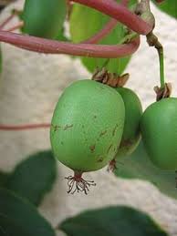 Actinidia Arguta Wikipedia Hardy Kiwi Kiwi Vine Kiwi Fruit