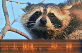 Play sounds of cats meowing, purring, growling, hissing, and getting very, very, angry. Raccoon Fight Music Of Nature
