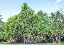 Image result for Pandanus utilis