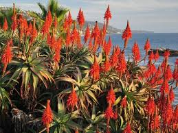 Image result for Aloe cameronii