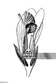 Image result for Polygala erioptera