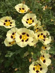 Image result for Cissus humbertii