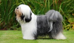 Males / females available 4 months old. Tibetan Terrier Dog Breed Information