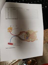 You are required to label numbered parts of a diagram that relates to a description contained in the passage. Solved E R W K J G H Q3 Using The Unlabeled Figure 1 Fi Chegg Com