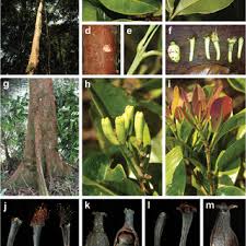 Image result for Syzygium komatiense