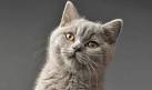 5 Things to Know About British Shorthairs