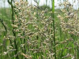 Image result for Poa binata