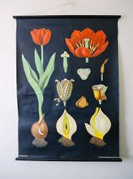 Pin On Vintage Botanical Wall Charts