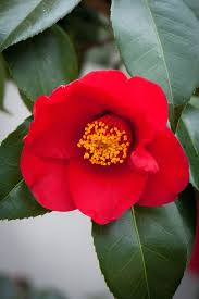 Camellia Japonica Aitonia Alan Buckingham Beautiful Flowers Flower Pictures Blooming Plants