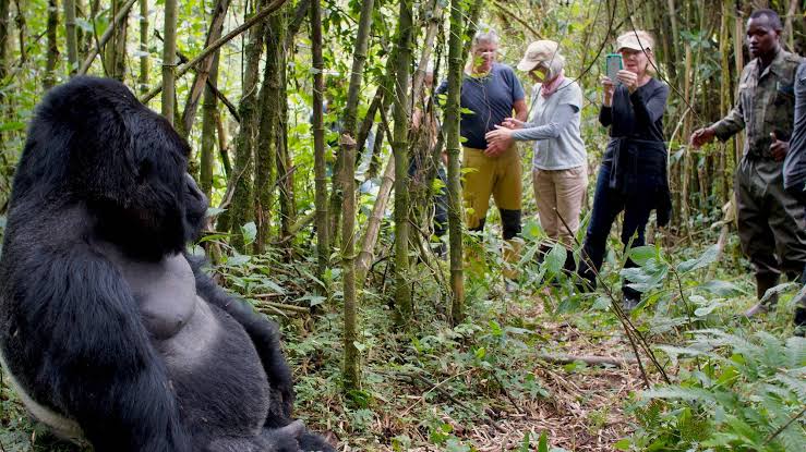 4 Days Rwanda Gorilla & Cultural Safari Gallery