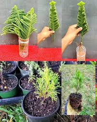 Image result for cuttings thujas