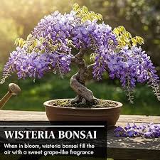 Image result for Wisteria